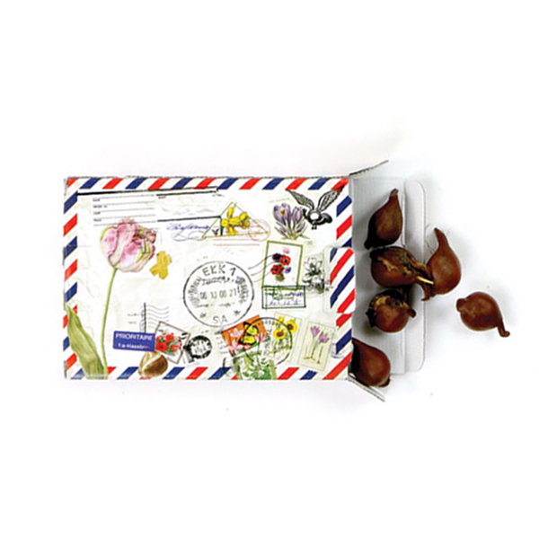 Flower bulb in gift box | Eco gift